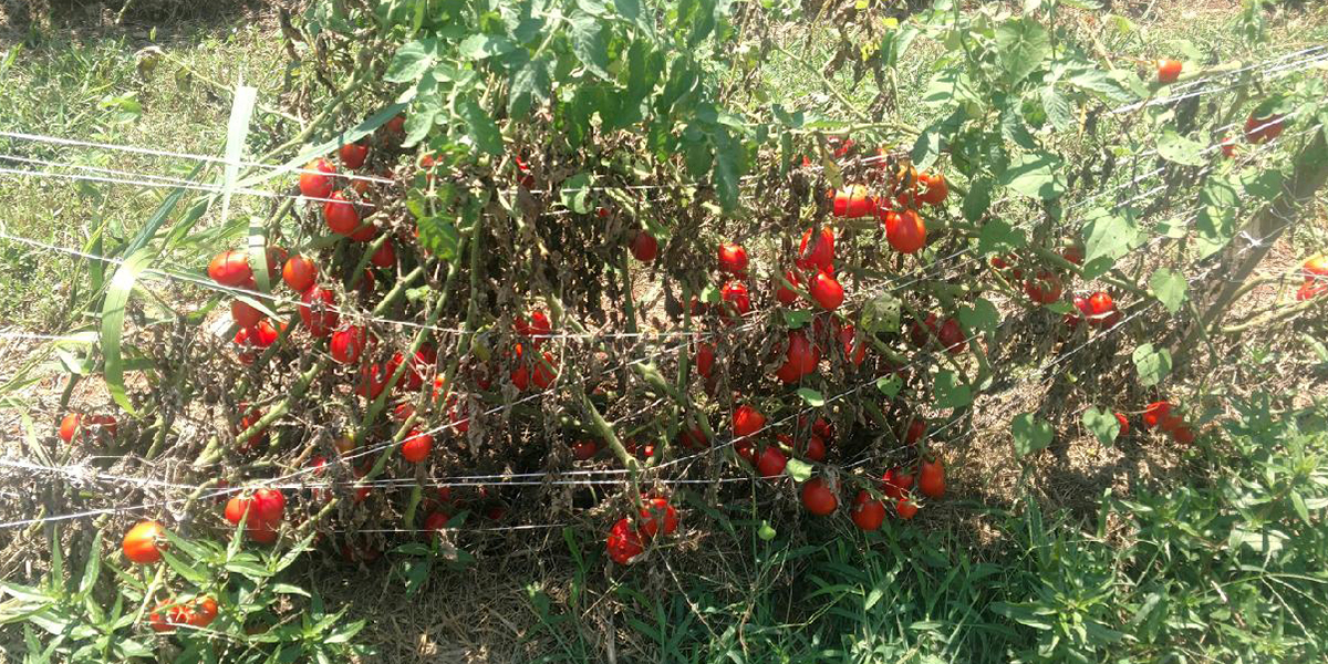 cherry-tomatos