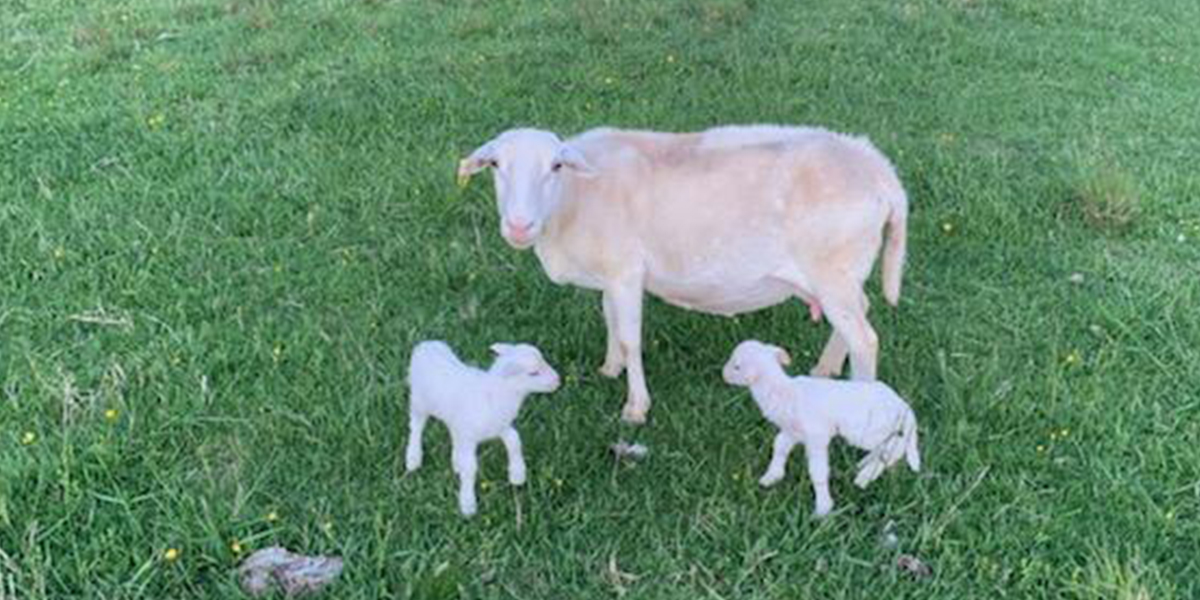 lamb family
