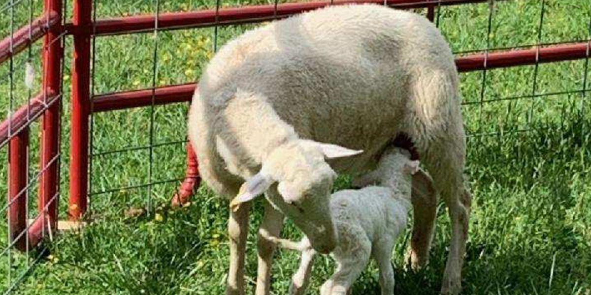 lamb nursing