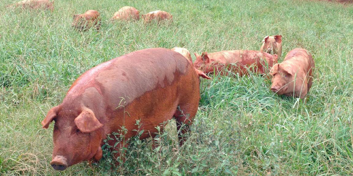 pigs in field